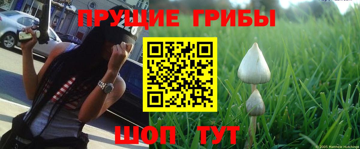 Псилоцибиновые грибы прущие грибы Алатырь